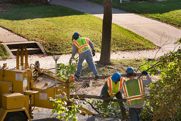 Best Tree Maintenance Programs  in USA